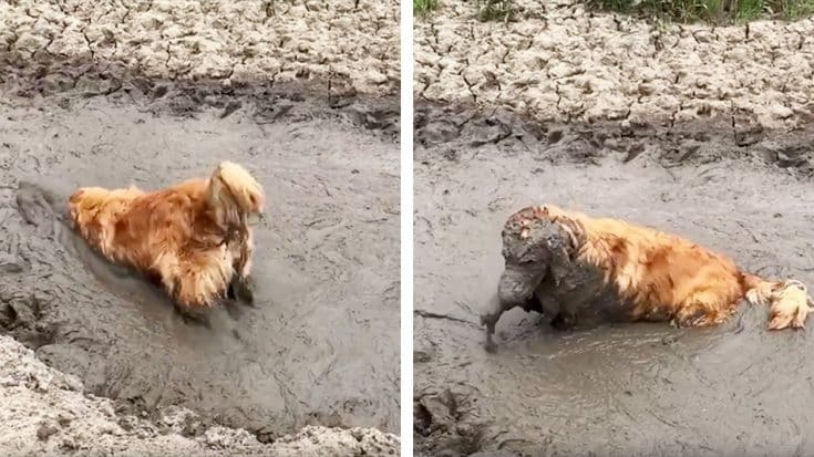 Pup Diving Face First Into Massive Mud Puddle Will Make Your Day | Country Music Videos