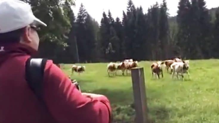 You’ll Be Baffled As Cows Eagerly Run To Man After He Does The Unexpected | Country Music Videos