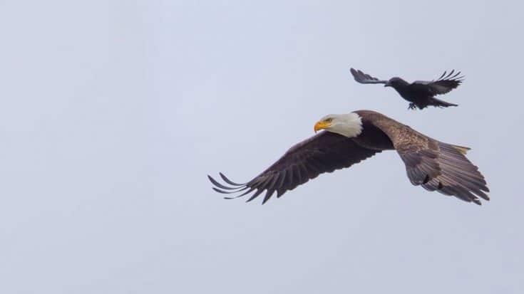 Be Amazed As This Crow Gets Patriotic And Hitches A Ride On A Soaring Bald Eagle! | Country Music Videos