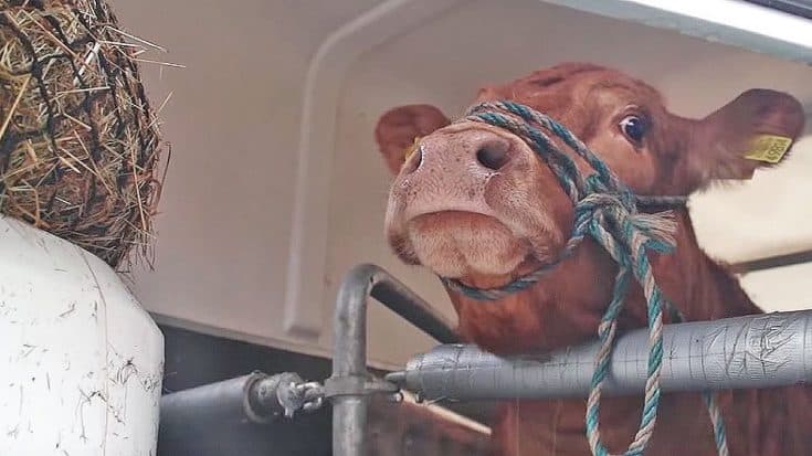 This Cow Cries When She Thinks She Is Headed For Slaughter, What Happens Next? Now I’m In Tears! | Country Music Videos