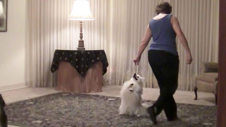 Line Dancing Dog Adorably Busts A Move To Country Hit ‘Boot Scootin’ Boogie’ | Country Music Videos