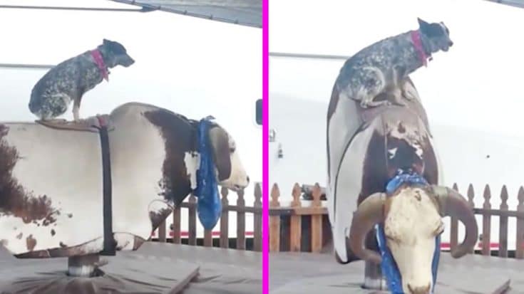 This Dog Is Better At Riding A Mechanical Bull Than You | Country Music Videos
