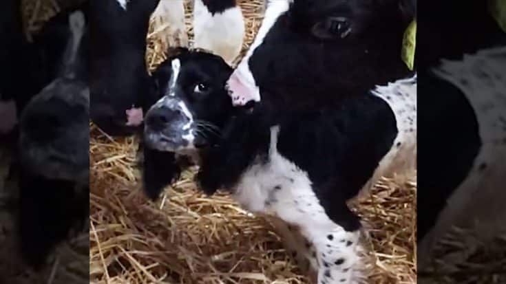 Viewers In Tears As Cows Hysterically Mistake Dog For THIS | Country Music Videos