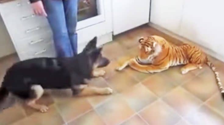 German Shepherd Is Scared Of Toy Tiger | Country Music Videos