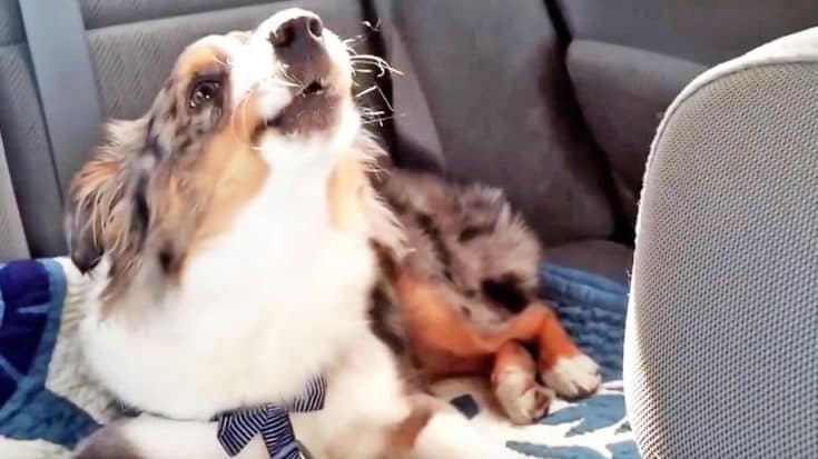 Pup Wakes Up Mid-Snooze To Sing His Favorite Song, ‘Let It Go’ | Country Music Videos