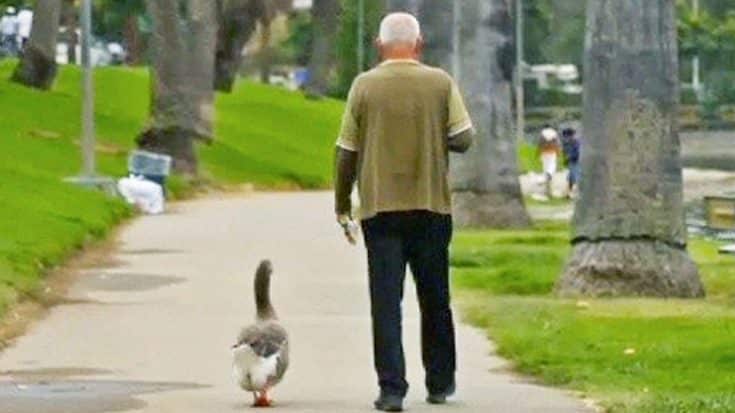 This Man’s Unlikely Friendship With A Goose Will Melt Your Heart | Country Music Videos