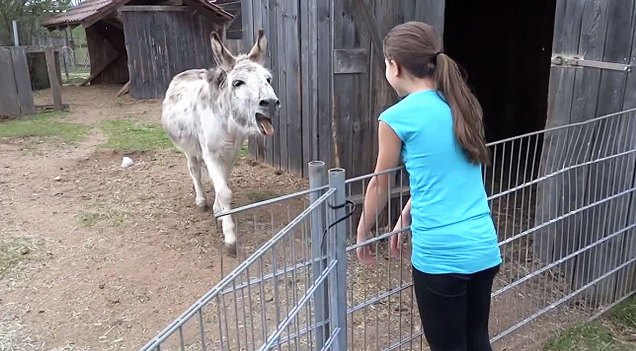 Donkey Dashes Across Corral To Hug His Owner | Country Music Videos