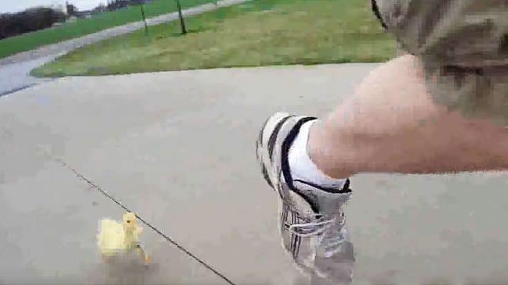 Man Stalked By Baby Duckling Will Have You In Tears Of Laughter | Country Music Videos