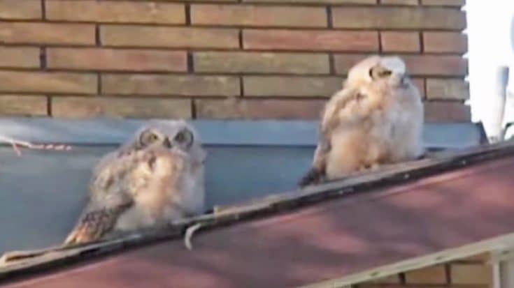 Two Owls Sitting On A Roof…What Happens Next Will Shock You (Funny!) (WATCH) | Country Music Videos