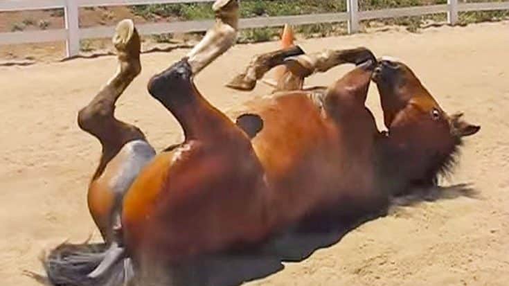 Archy The Horse Rolls On Ground, Lets Out Series Of Farts | Country Music Videos