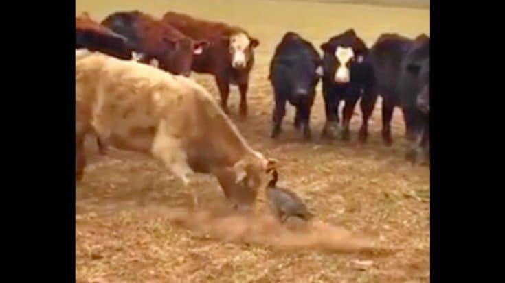 Goose Takes On A Herd Of Cattle Proving They Are The Most Fearless Animals On The Planet | Country Music Videos