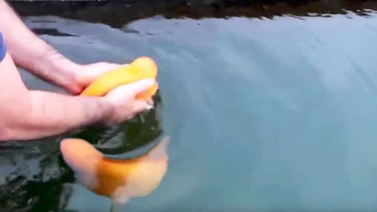 Viewers Blown Away As Dog-Like Fish Loves To Be Pet & Thrown Into Water | Country Music Videos