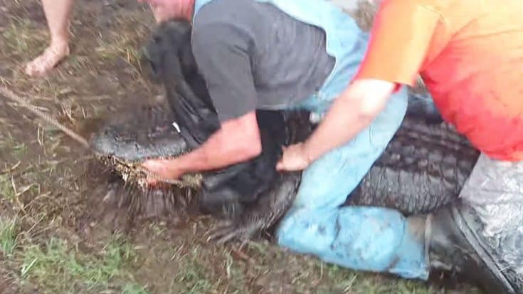 Texas Rancher Gets Bit To The Bone While Wrestling Gator Off Of Farm | Country Music Videos