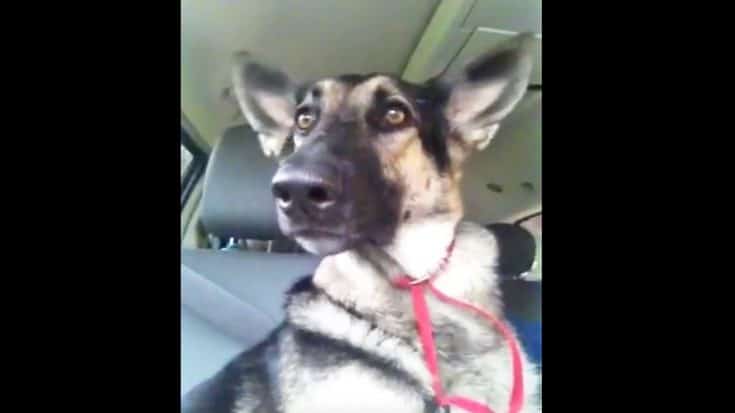 Dance Party? You Have To See This German Shepherd’s RIDICULOUS Moves (WATCH) | Country Music Videos