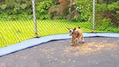 Baby Goats Jumping On A Trampoline So Cute Country Rebel