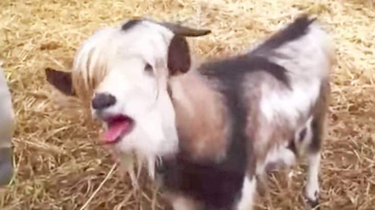 Goat Hysterically Clucking Like A Chicken Will Blow Your Mind | Country Music Videos