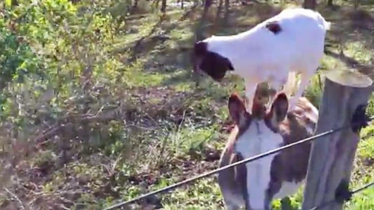 Donkey Gives Goat A Boost to Reach Leaves | Country Music Videos