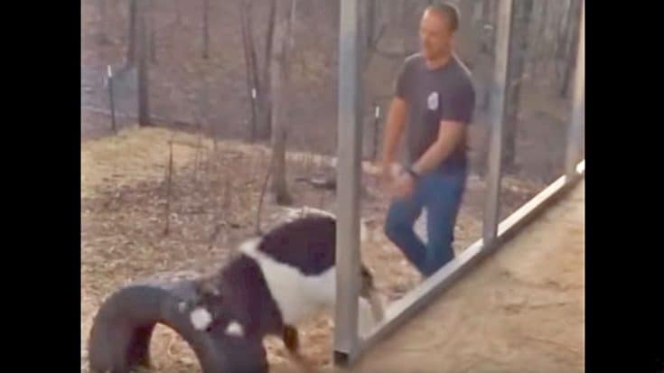 Goats Massive Leap Turns Into Epic Fail That Will Have You Laughing | Country Music Videos