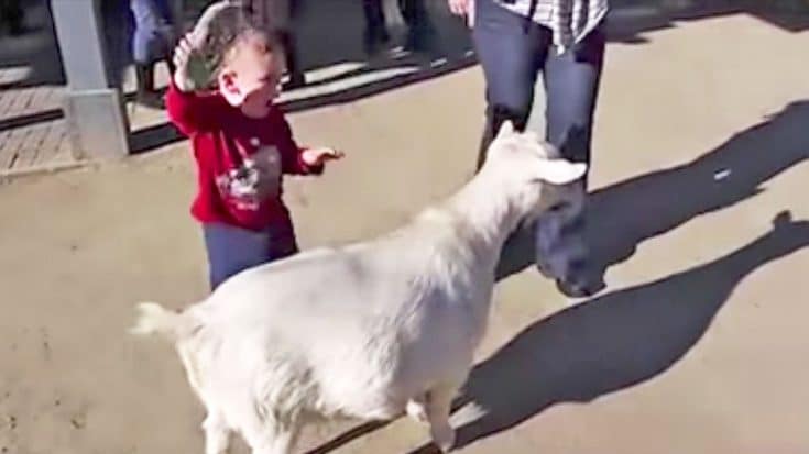 Goat’s Loud Fart Scares Little Kid Brushing Him | Country Music Videos