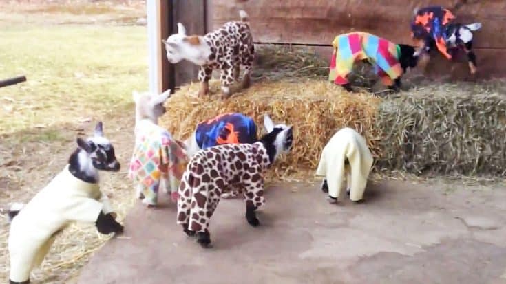 This Video Of A Baby Goat Pajama Party Is Exactly What You Need Today | Country Music Videos
