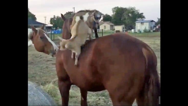 Baby Goats Battle It Out On Horse For A Joy Ride | Country Music Videos