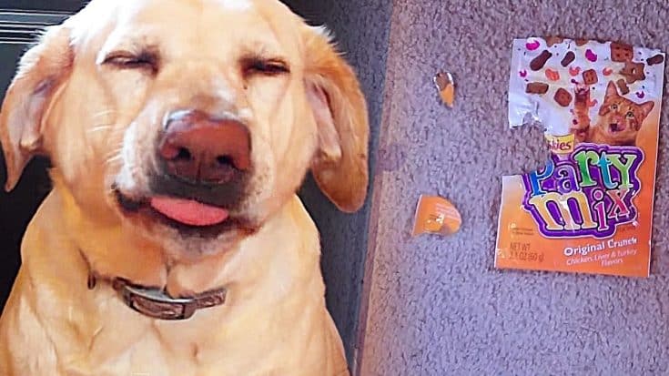These Two GUILTY-FACED Dogs Will Have You Laughing So Hard, You Won’t Be Able To Stop!! (WATCH) | Country Music Videos