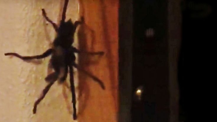 Country Star Finds Horrifying Spider In His Room | Country Music Videos