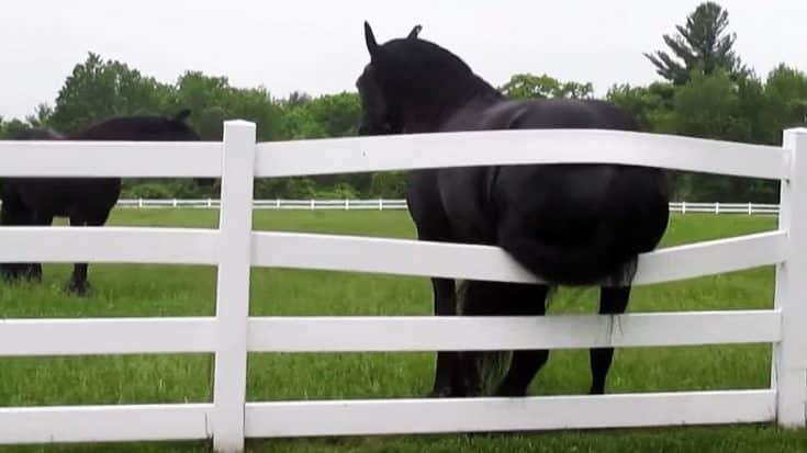 Horse’s Itchy Butt Hysterically Breaks Fence | Country Music Videos