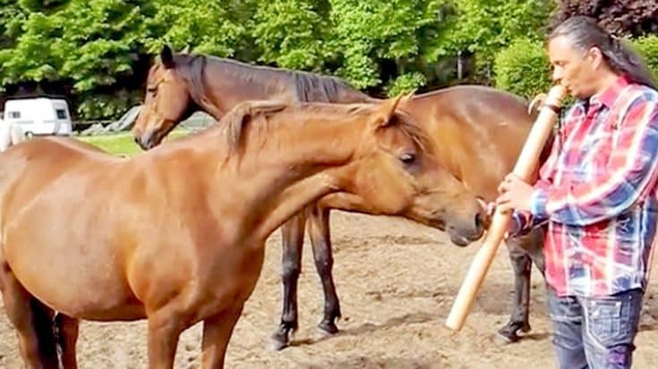 Man Starts Playing Flute For Horses & They Stop To Listen | Country Music Videos