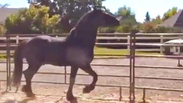 Horse Spots His Owner Across The Pen & Takes Off Galloping | Country Music Videos