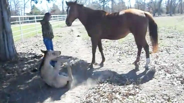 Baby Horse’s Massive Sneeze Hilariously Lands Him On His Butt | Country Music Videos