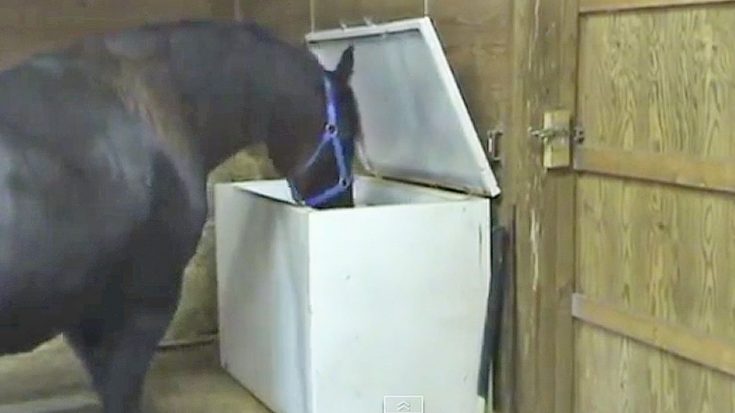 Horse Kept Escaping From Stall, So Owners Set Up Camera. What Was Found? No Way! | Country Music Videos