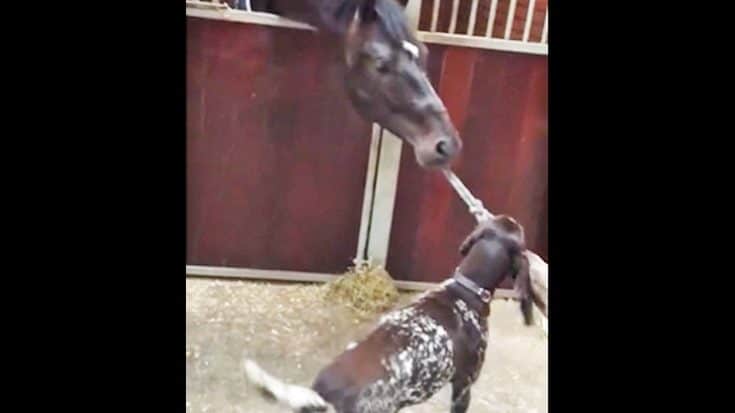 Silly Horse Plays Adorable Game Of Tug-Of-War With Two Dogs | Country Music Videos