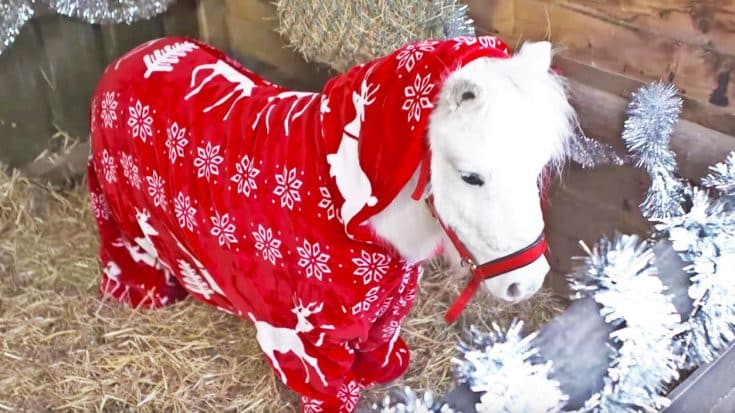 Christmas ‘Foursies’ For Horses Are Here To Keep Your Furry Friend Warm | Country Music Videos