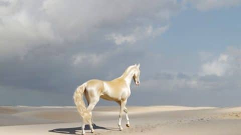 This Rare Horse Is Called The Most Beautiful Horse In The World And You Ll See Why Country Rebel
