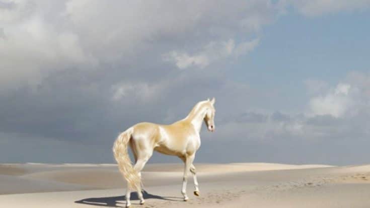 This Rare Horse Is Called “The Most Beautiful Horse In The World” – And You’ll See Why | Country Music Videos