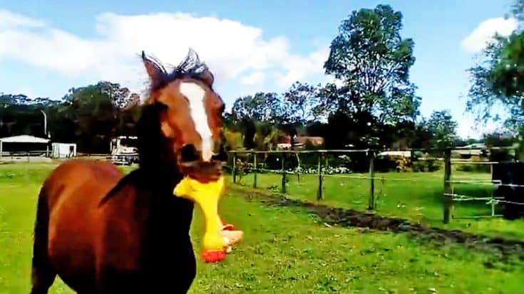Horse Finds Squeaky Chicken Toy & Won’t Stop Playing With It | Country Music Videos