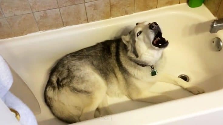 Husky Throws Tantrum When Mom Won’t Turn On Bath Water | Country Music Videos