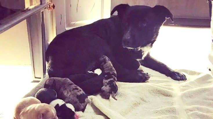 Miranda Lambert Rescues Mama Dog & Newborn Puppies From Houston | Country Music Videos