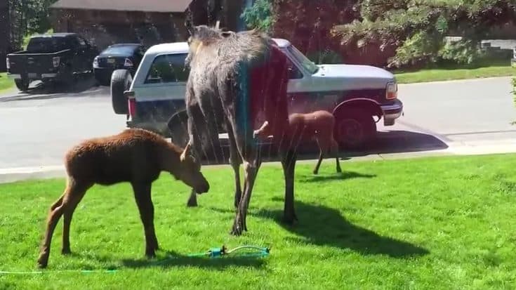 Baby Moose Stumble Upon Sprinkler And Do The Unexpected | Country Music Videos