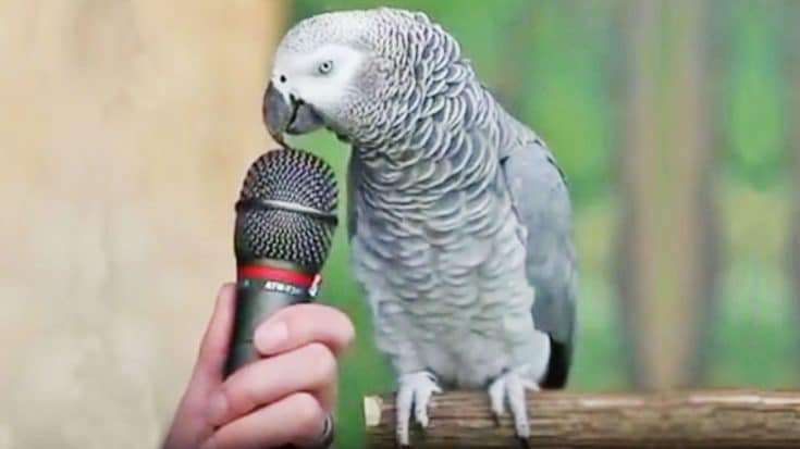 Bird’s Spot-On Animal Impressions Will Blow Your Mind | Country Music Videos
