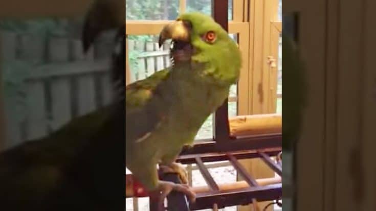 Henry The Parrot Squaks Out A Realistic “Margaritaville” Cover | Country Music Videos