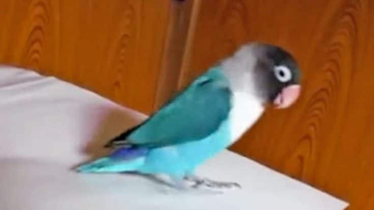 Parrot Performs “Riverdance” To Irish Song | Country Music Videos
