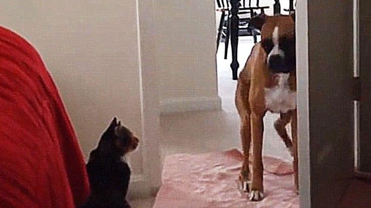 These Dogs Are Terrified To Walk Past Cats, And It’s HILARIOUS!! | Country Music Videos