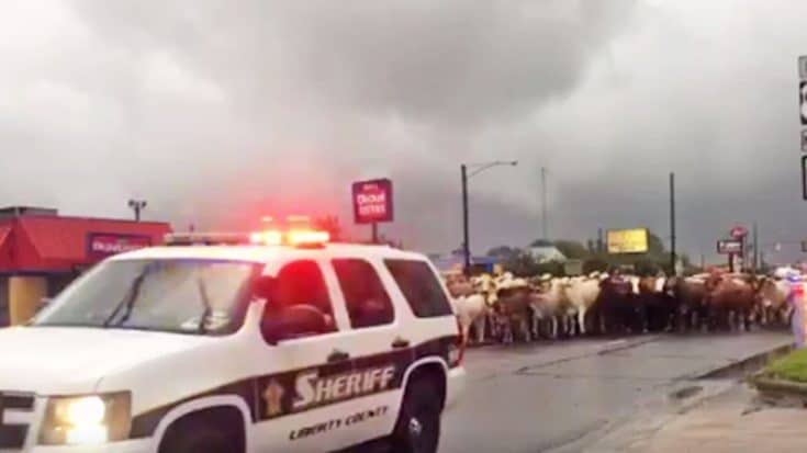 Footage Of Texas Police Officers Rushing Cattle To Safety Is Act Of Pure Bravery | Country Music Videos
