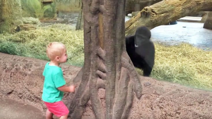 Baby Boy & Baby Gorilla Playing Peek-A-Boo Is The Cutest Thing Y’all Will See Today! | Country Music Videos