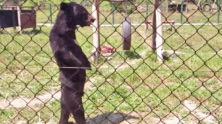 Y’all Will Be Laughing Out Loud When You See This Bear Walking Around Like… A Human! | Country Music Videos
