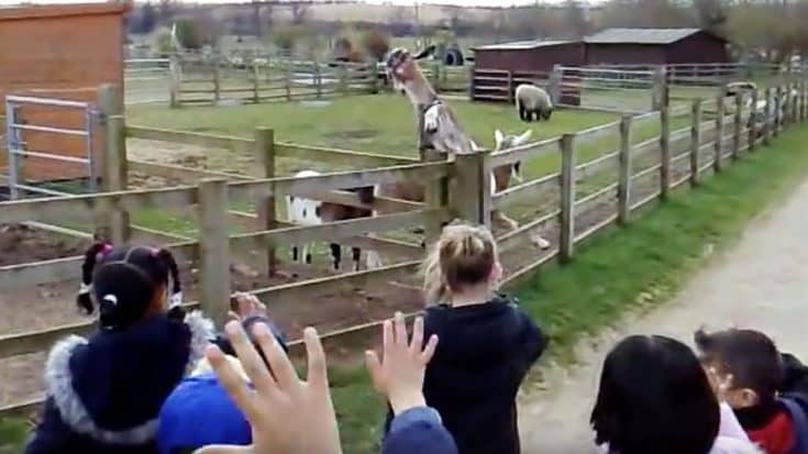 Goat Waves Back At Children At UK’s White Post Farm | Country Music Videos