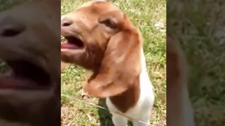Viewers Stunned As Baby Goat Hysterically Responds ‘What?’ To Talking Man | Country Music Videos