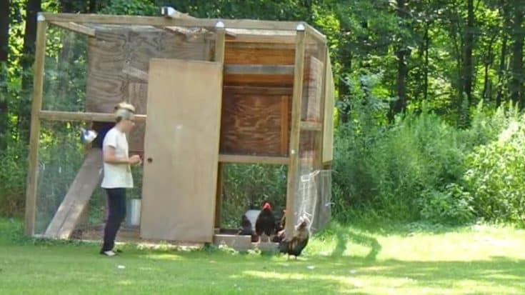 Flock Of Roosters Launch Attack After Lady Opens The Coop | Country Music Videos